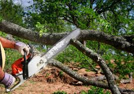 How Our Tree Care Process Works  in  Gifford, FL