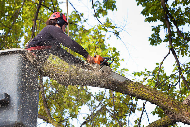 Best Stump Grinding and Removal  in Gifford, FL