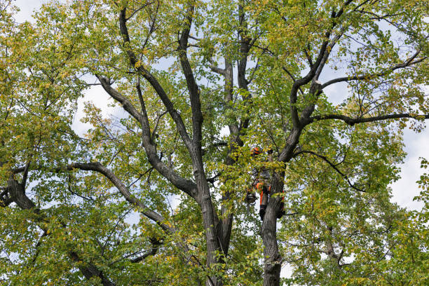 Gifford, FL Tree Care Company